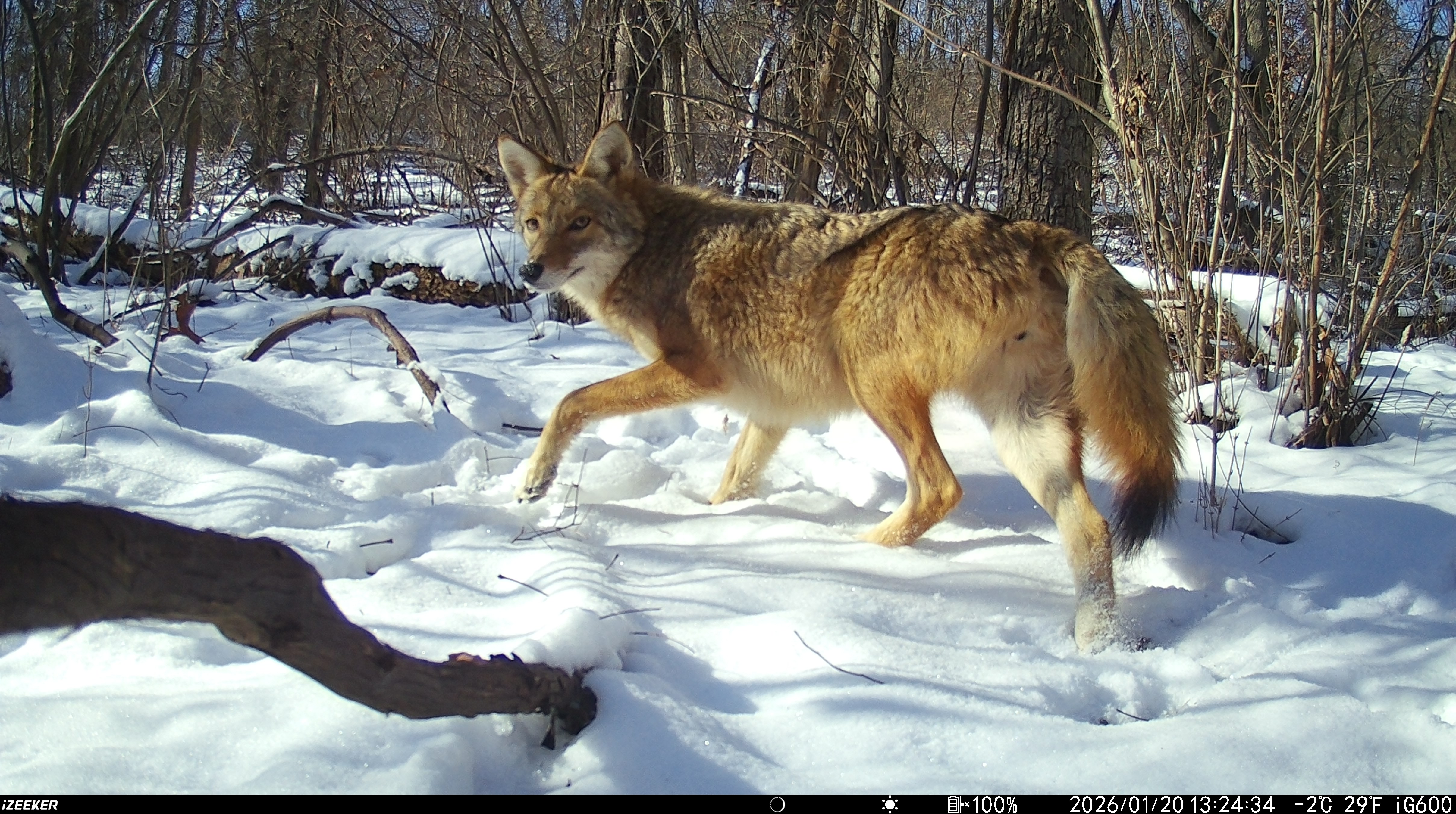 Trail camera coyote