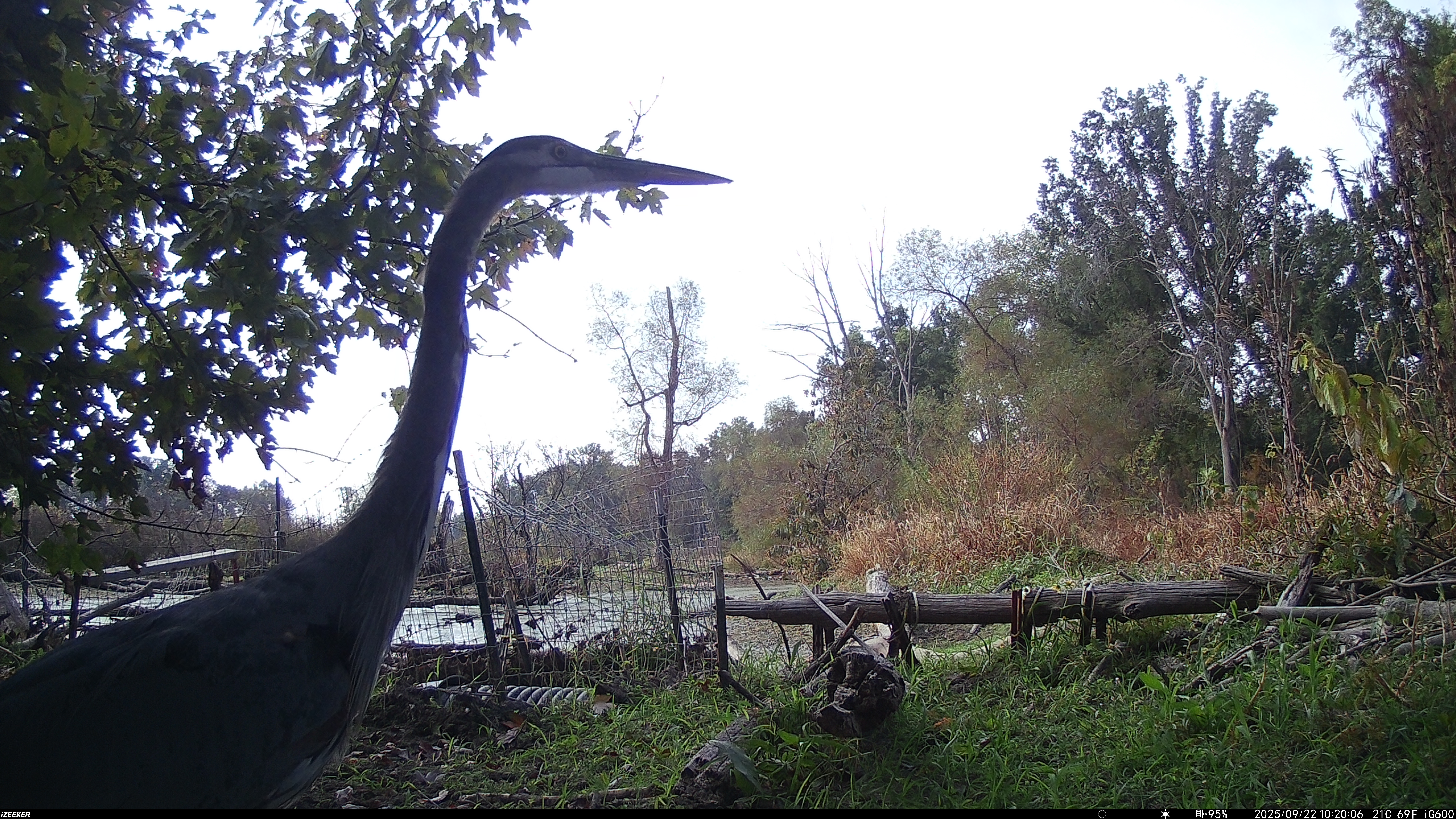 Trail camera bird
